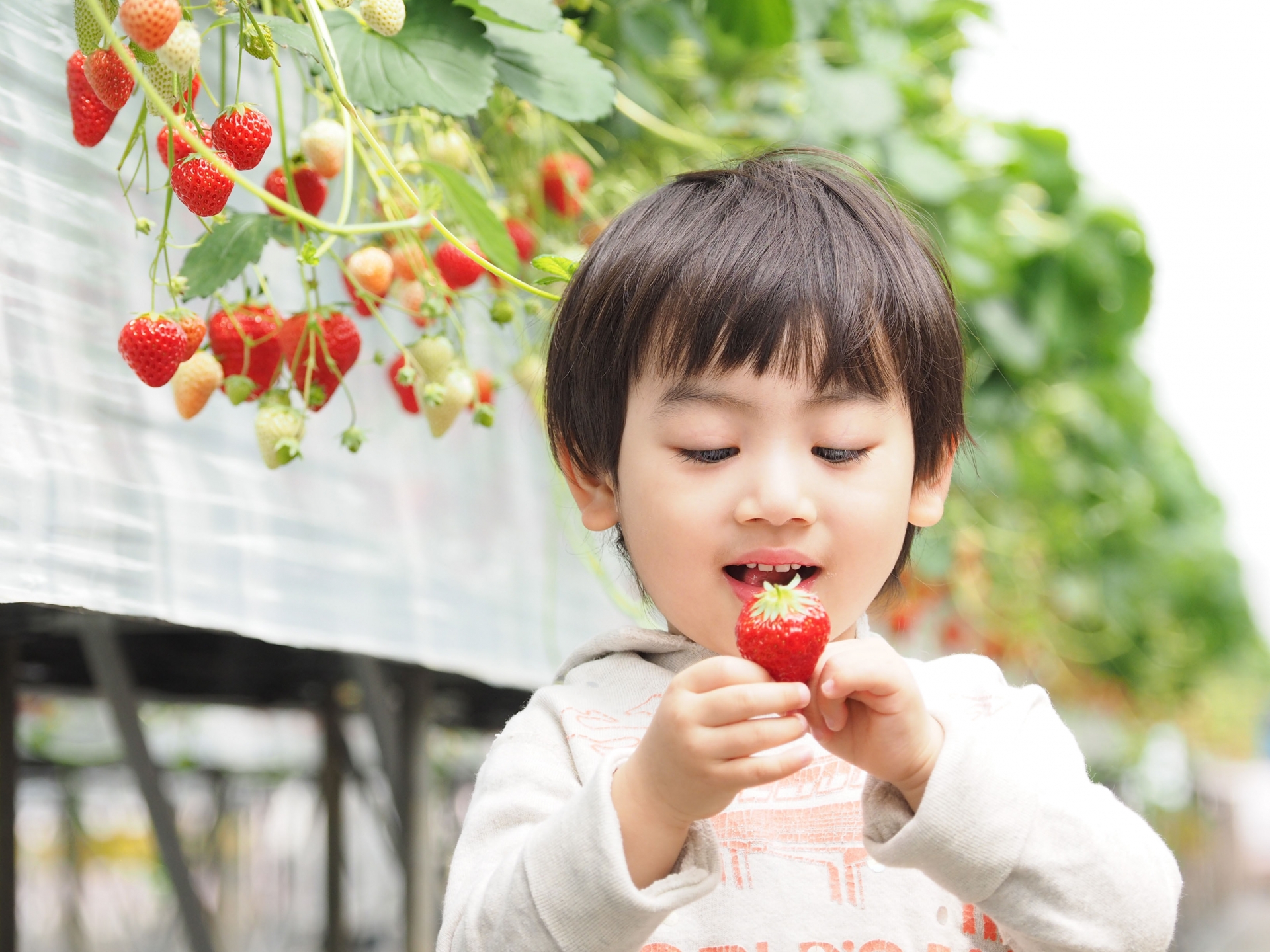 きんぴらごぼうや塩麹漬け肉など作り置きおかずが保存容器に並ぶ情景|腸活作り置きのイメージ