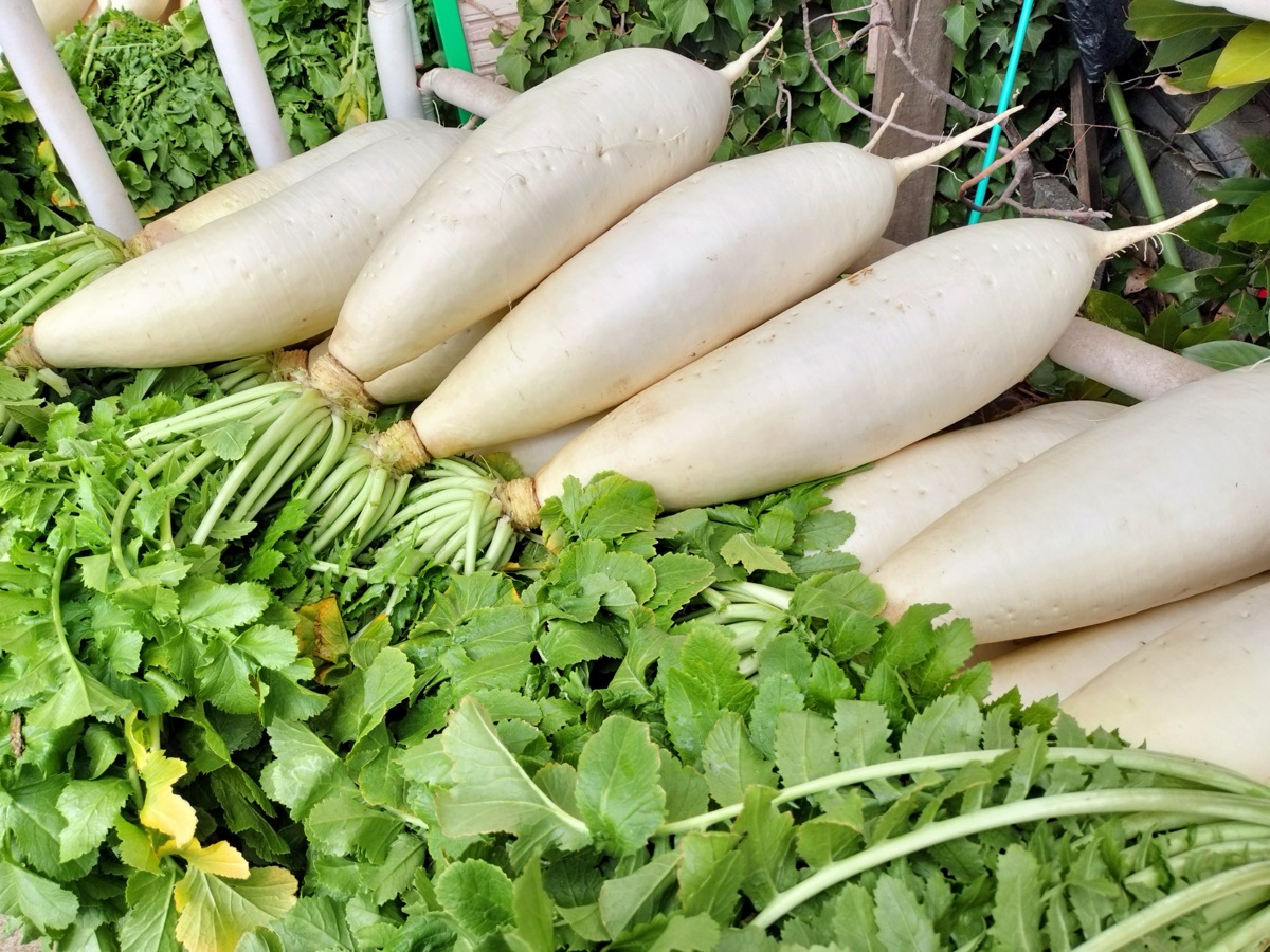 大根の葉|緑黄色野菜のイメージ