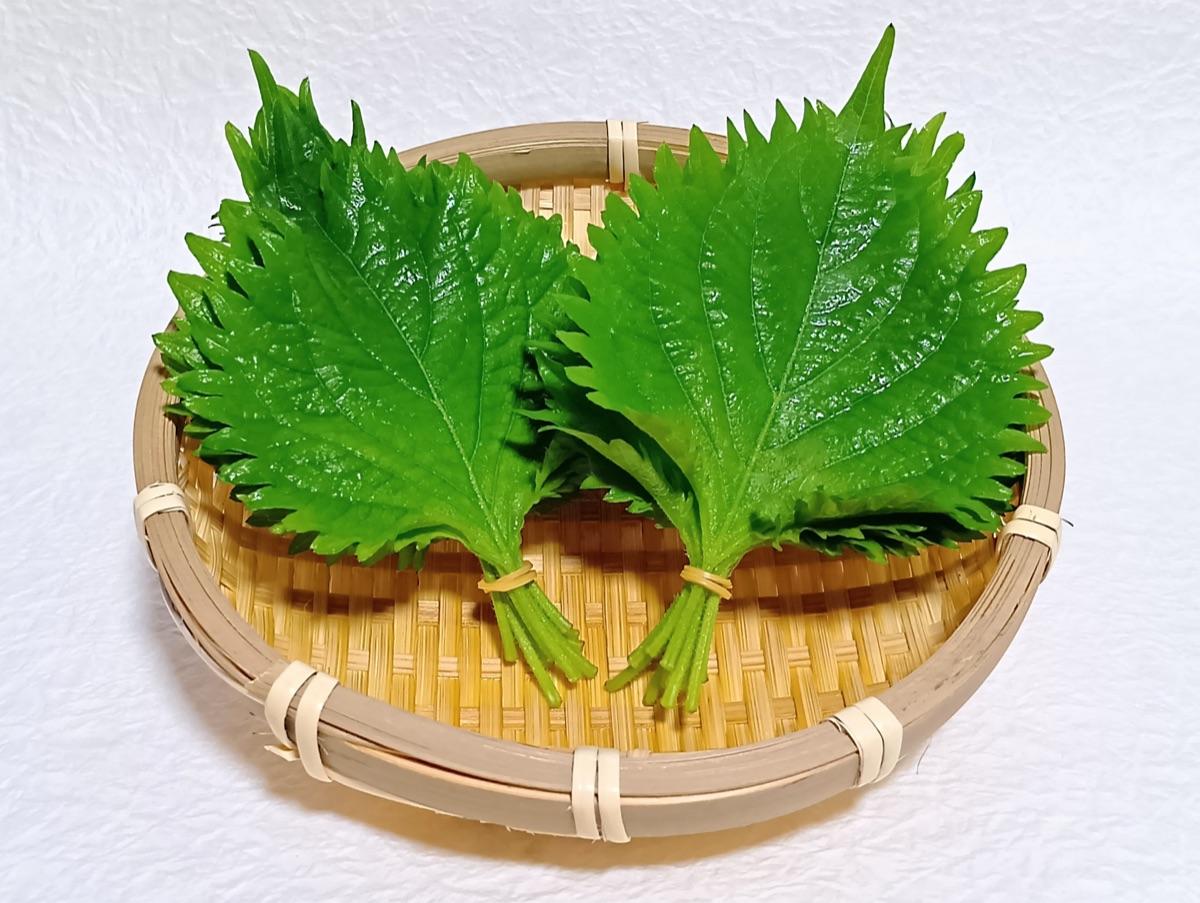 大葉の葉｜薬味に使う青じそのイメージ