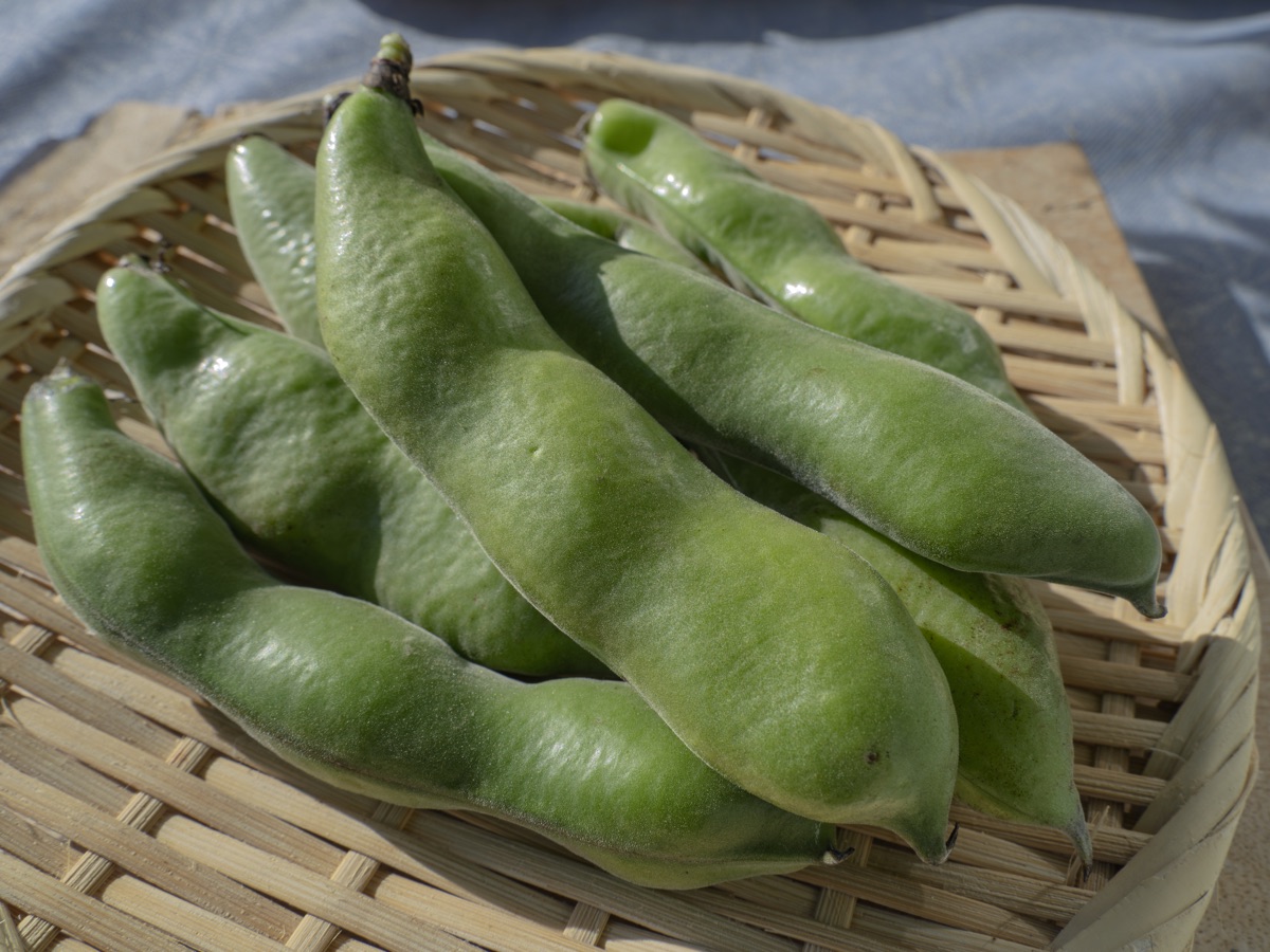 そら豆のさや｜初夏の豆のイメージ