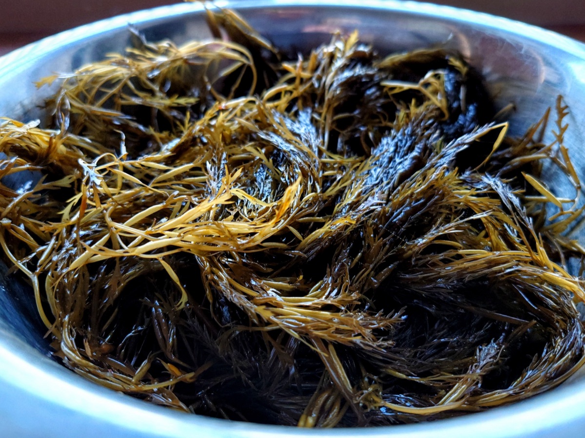 アカモクの湯通し｜汁ごと使う工夫